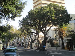 PikiWiki_Israel_33962_Sycamore_trees_in_Tel_Aviv